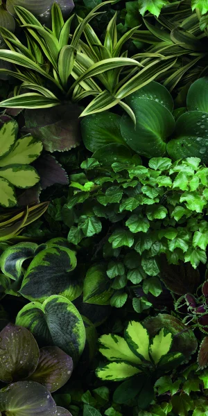 European Tiles Rainforest 50x100 3.5mm Rectified Tile - Piece C